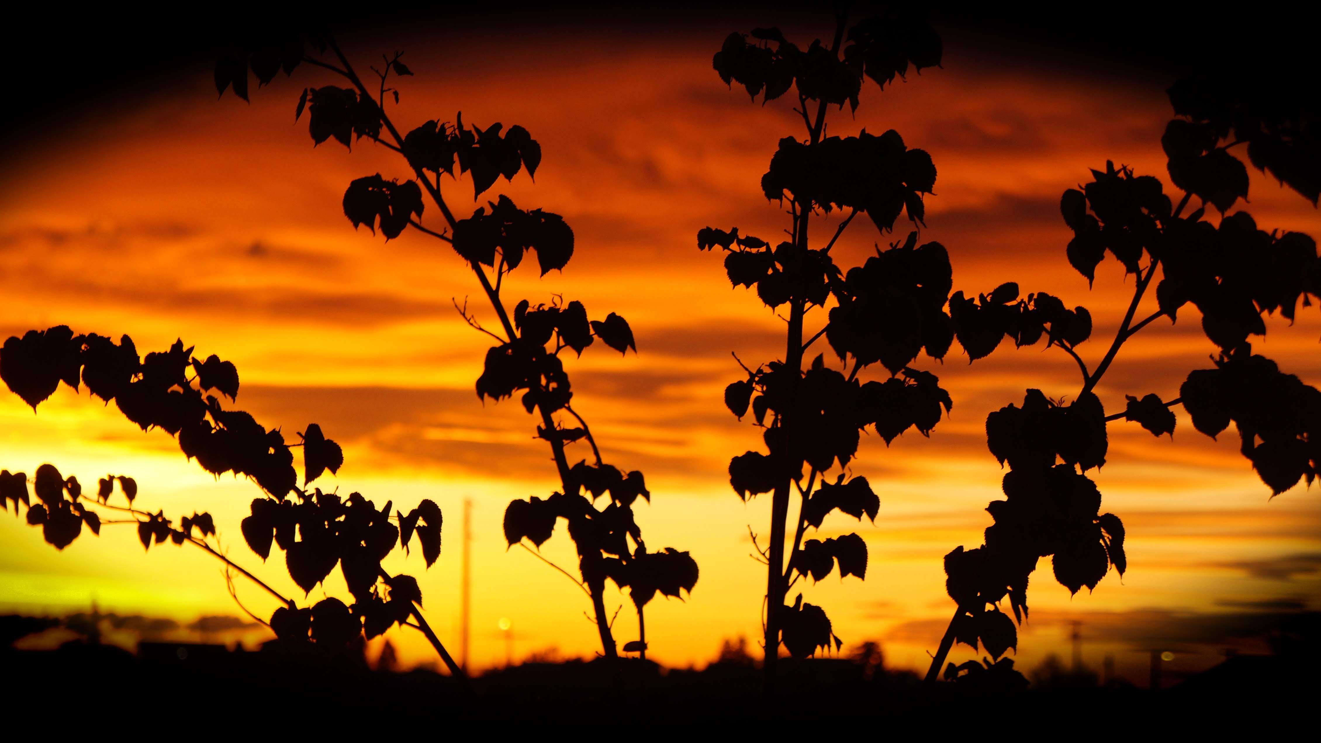 a red sunset with streaky clouds is in the background. in the foreground you can see the branches and leaves of a small tree. they're dark against the sunrise.